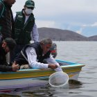 La liberación o siembra de crías de peces pasa por un proceso de captura de ejemplares adultos, desove, paso de los huevos por incubadoras hasta que los animales tengan la talla necesaria para que se los regrese al lago.
