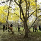 70

años

Hecho. Setenta años en promedio tiene cada uno de los guayacanes que se encuentran en Los Lojas.