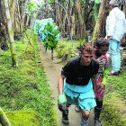 Una mayor demanda y oferta de fruta ha permitido que el sector vea crecer hasta en un 7,7% sus ingresos. El 26 % del producto exportable fue al mercado europeo.