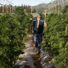 En el país, unas 800 empresas se dedican al negocio del cáñamo.