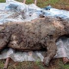 Aspecto del joven rinoceronte lanudo descubierto congelado en el permafrost de Yakutia
VALERY PLOTNIKOV
4/1/2021