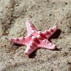 Imagen ilustrativa. Las estrellas de mar a lo largo de la costa del Pacífico no son tan afortunadas, ya que grandes cantidades de materia orgánica pueden robarles la capacidad de respirar.