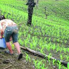La producción de maíz duro se concentra en la provincia de Los Ríos, seguida por Manabí y Guayas.