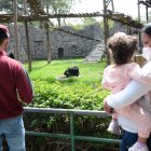 Dos osos andinos de avanzada edad son parte de la campaña de apadrinamiento. Necesitan medicinas y alimentos.