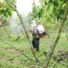 Ecuador, donde nació la primera planta de cacao, es el primer productor de la variedad fino de aroma del mundo.