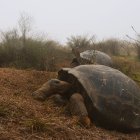 Dos tortugas Chelonoidis vandenburghi en la zona del volcán Alcedo, en las islas Galápagos.