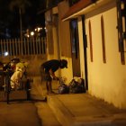 Aprovechan la noche para hurgar en las fundas de basura y para meterse en los jardines de las viviendas para robar lo que está al paso.