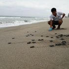 Fotografía del Ministerio del Ambiente de Ecuador de uno de los nidos de tortuga golfina en la playa Las Palmas