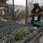 Conocida como la planta milenaria, el agave puede vivir hasta veinticinco años y llega a medir quince metros.