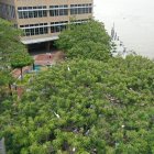 Población. Al menos cuatro especies de garzas se han apoderado de estas zonas. Los animales ya han hecho nidos.