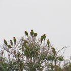 La Aratinga de Guayaquil, un ave de plumaje verde y máscara roja