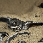 Nacen en Ecuador las primeras tortugas laúd en cuatro décadas