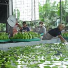 El banano es el mayor generador de empleo formal en el agro.