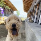 Los rescatados llegan hasta el refugio para iniciar un proceso de recuperación antes de ser puestos en adopción.