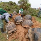 Se estima que "la población sobrepasa las 12.000 a 15.000 tortugas".