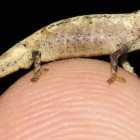 Brookesia nana
GLAW ET AL. 2021 / SCIENTIFIC RE
1/2/2021
