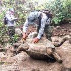 Personal técnico realizó una medición de las especies, para monitorear su desarrollo