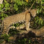 Fotografía cedida por WWF que muestra un jaguar (Panthera onca) en la región de Pantanal (Brasil).