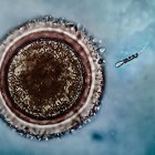 Francesas e italianas, las europeas que más visitan España para someterse a un tratamiento de fertilidad

  (Foto de ARCHIVO)
13/1/2016