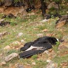 Fotografía cedida este lunes por el Gobierno Autónomo Departamental de Tarija donde se muestran varios cóndores muertos, en Tarija (Bolivia).