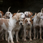 Los informes veterinarios determinaron que los diez perros examinados les habían cortado las cuerdas vocales.