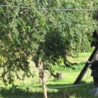 Cosecha. Los habitantes utilizan palos, para bajar los frutos de los árboles.
