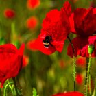 Este nuevo estudio "revela esa conexión a escala continental y vincula explícitamente las tendencias del polen con el cambio climático provocado por el hombre".