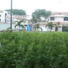 Hecho. La maleza cubre el principal parque de la 13 etapa de la Alborada.