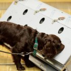 En India, los canes ayudan en la detección del también llamado virus de Wuhan.