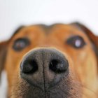 Numerosos estudios han demostrado que los perros adiestrados pueden detectar cánceres como los de pulmón, mama, ovarios, o vejiga, simplemente a través del olfato, y pueden llegar hasta un 99 % de éxito en el caso del de próstata.