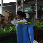 En Ecuador existen alrededor de 250.000 hectáreas sembradas.