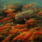 La importancia de los peces de agua dulce está siendo infravalorada y miles de especies van rumbo a la extinción y 80 ya se declararon extinguidas, 16 solo en 2020, de acuerdo a un informe realizado por 16 organizaciones mundiales de conservación de la naturaleza.