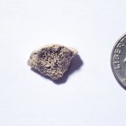 Imagen del fragmento de fémur, hallado en el sudeste de Alaska, de un perro que vivió allí hace unos 10.150 años.