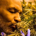 Sembrar y vender cannabis representó una tabla de salvación para Mike Tyson.