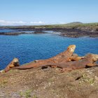 Fotografía que muestra la reinserción de 461 iguanas terrestres, en la isla Santiago, Galápagos.