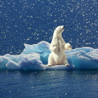 La fauna de ecosistemas fuertemente alterados es la más afectada.