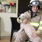 Uno de los animales que fue rescatado hace poco por los bomberos.