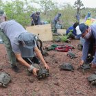Muestra de la liberación de 191 tortugas gigantes juveniles, en la isla Santa Fe, en el centro del archipiélago de Galápagos.