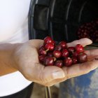 Según la Federación Nacional de Cafeteros (FNC), se produjeron 1.107.000 sacos de 60 kilogramos de café el mes anterior.