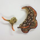 Cabeza y cuerpo de una Elysia cf. marginata, un día después de la separación. El cuerpo desprendido es mucho más pesado (>80% del peso total) que la cabeza.