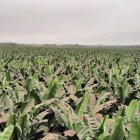 La ceniza afecta los rendimientos según su permanencia.