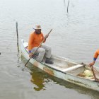 La producción se mantiene en las piscinas y los precios suben levemente.