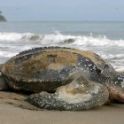 En la imagen un registro de un ejemplar de una tortuga laúd, la especie de quelonios más grande del mundo.