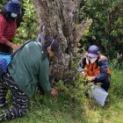 Brigadas de reforestación se llevan a cabo los fines de semana.