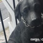 La AMC acudió a un falso llamado.