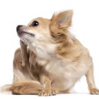 Si tu perro comienza a rascarse seguido, es mejor que lo lleves al veterinario.