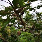 Habrá acceso a investigaciones de plagas y enfermedades.