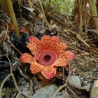 Una rafflesia en el Jardín Botánico "Queen Sirikit", en Tailandia.