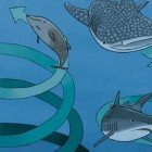 Esta imagen muestra el comportamiento en círculos de varios animales marinos.