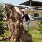 Las especies fueron taladas casi en su totalidad. Se espera que pueda renacer.